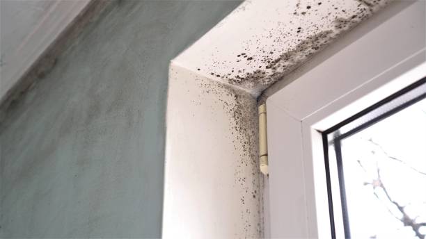 Best Residential Mold Removal  in Walton Park, NY