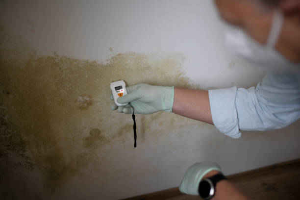 Best Mold Testing  in Walton Park, NY