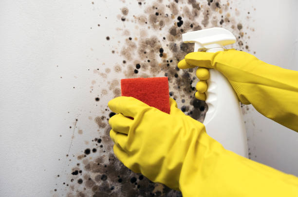 Best Mold Remediation Experts  in Walton Park, NY