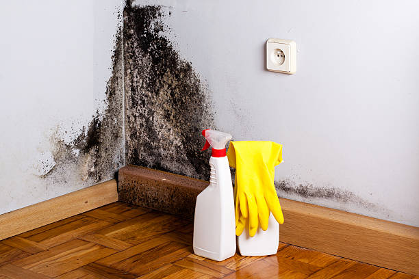 Professional Mold Removal in Walton Park, NY