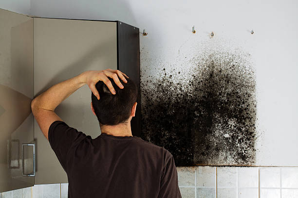 Best Mold Cleaning Services  in Walton Park, NY