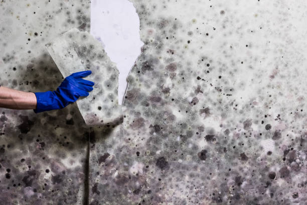 Best Certified Mold Removal  in Walton Park, NY